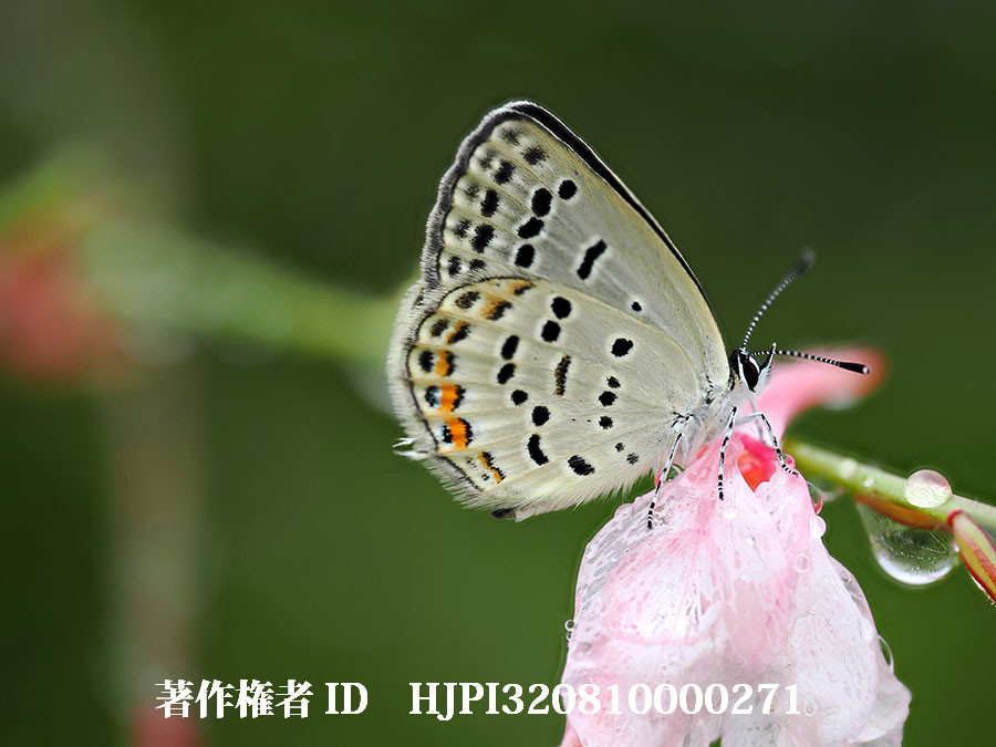 羽化して間もないクロツバメシジミ（4月の写真展で展示した写真28）