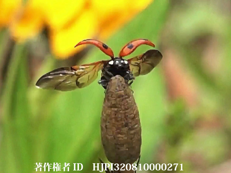 ナナホシテントウの飛翔