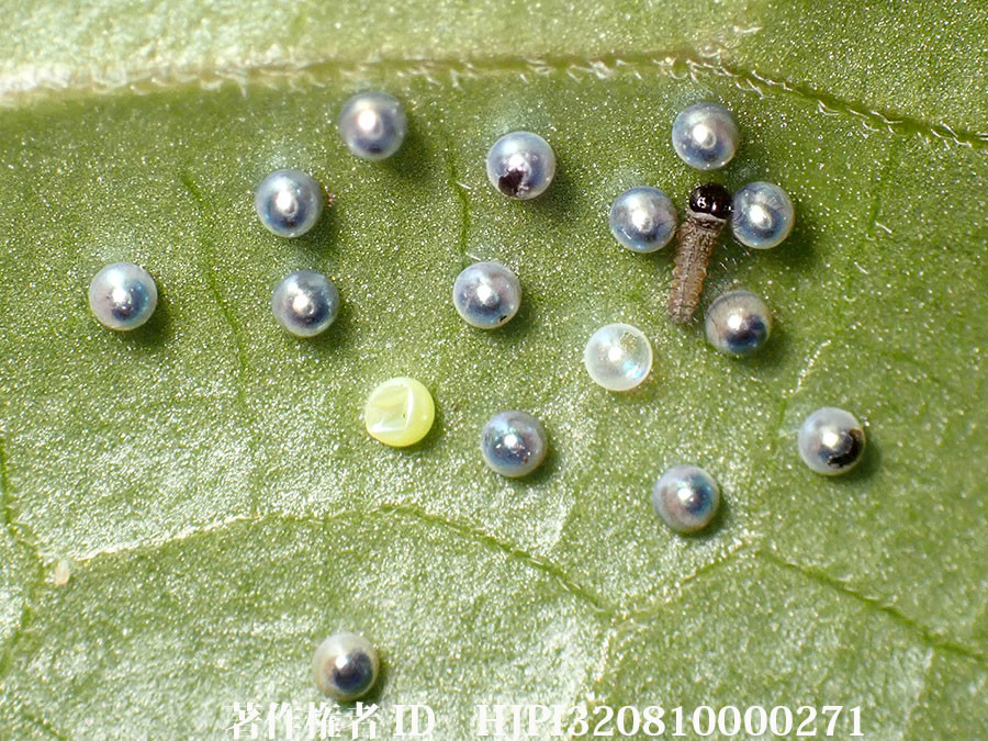 ヒメギフチョウの幼虫が孵化した