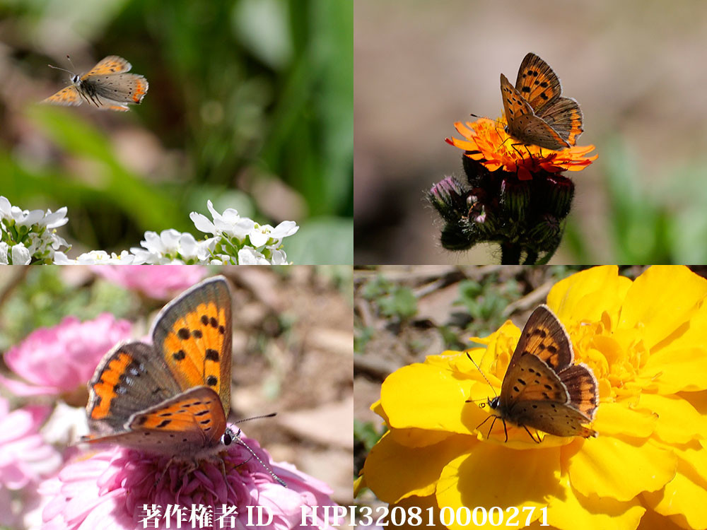 ベニシジミの来た花