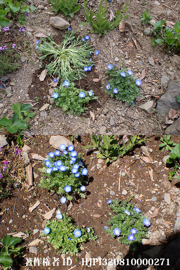 花の苗の選び方