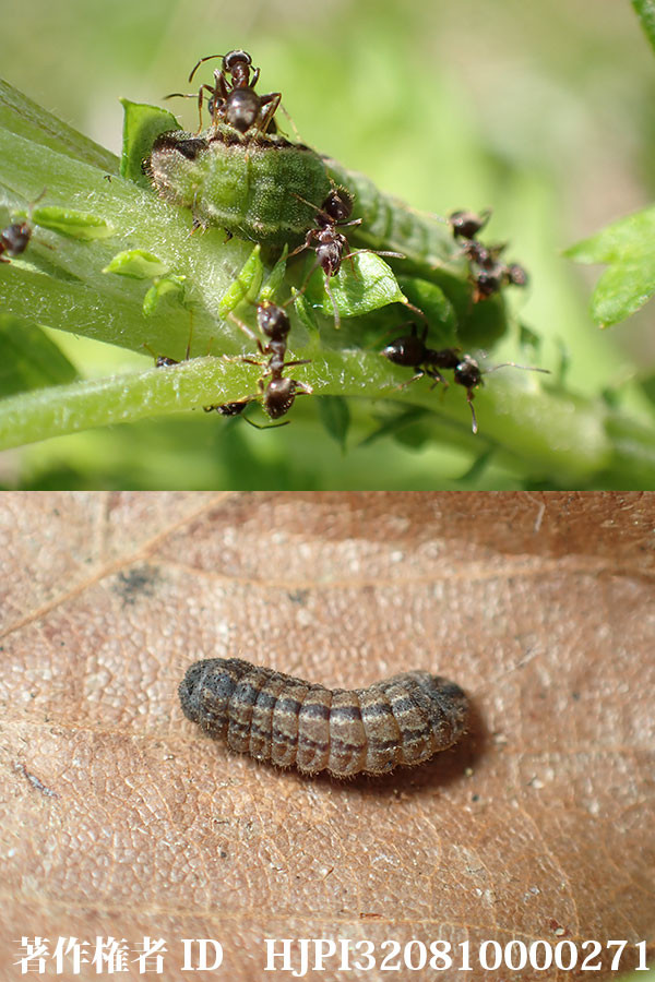 庭のヒメシジミの幼虫
