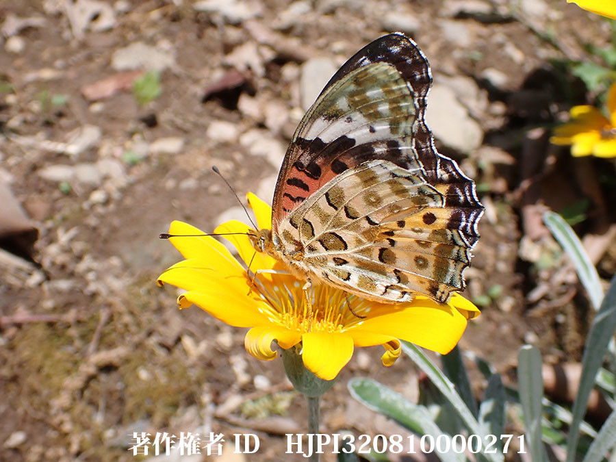 庭のツマグロヒョウモン