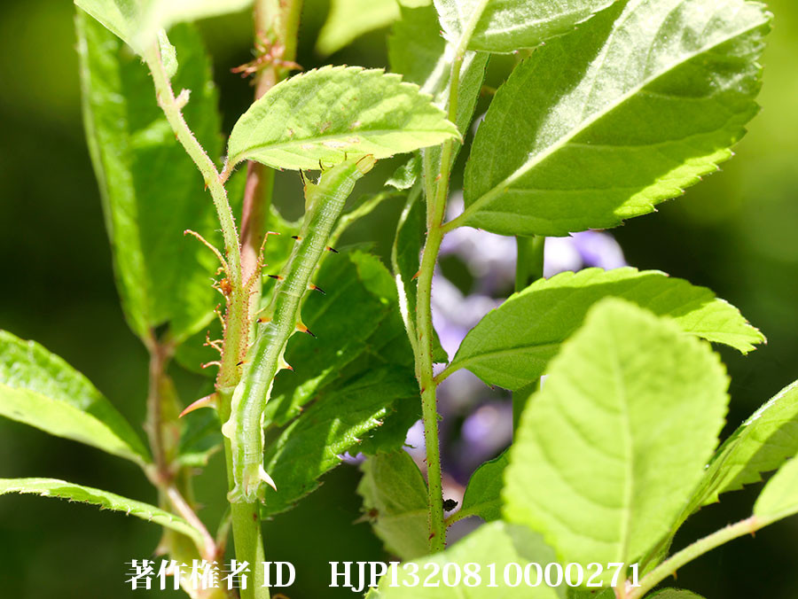 バラの枝に擬態したキエダシャク