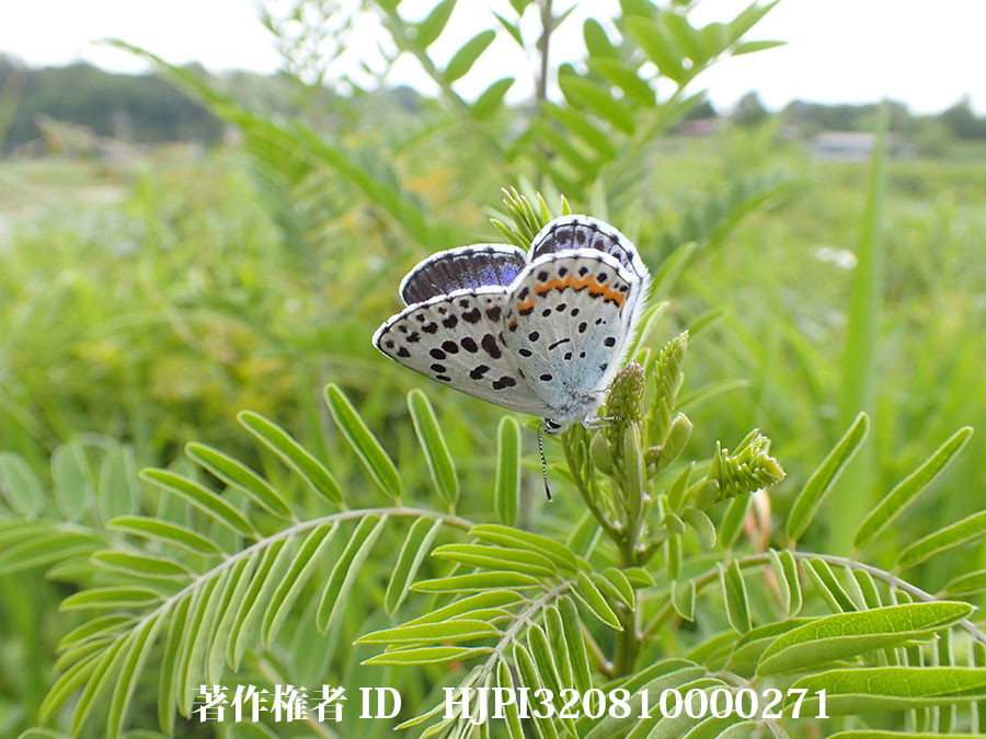 オオルリシジミ