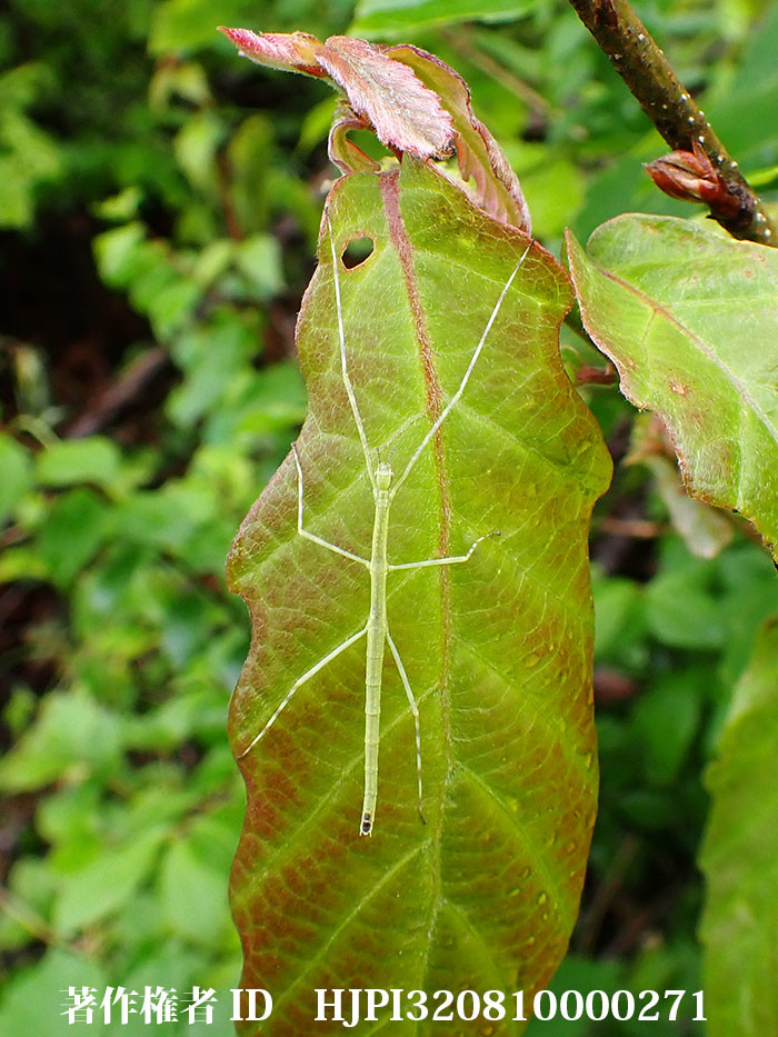 ナナフシの幼虫