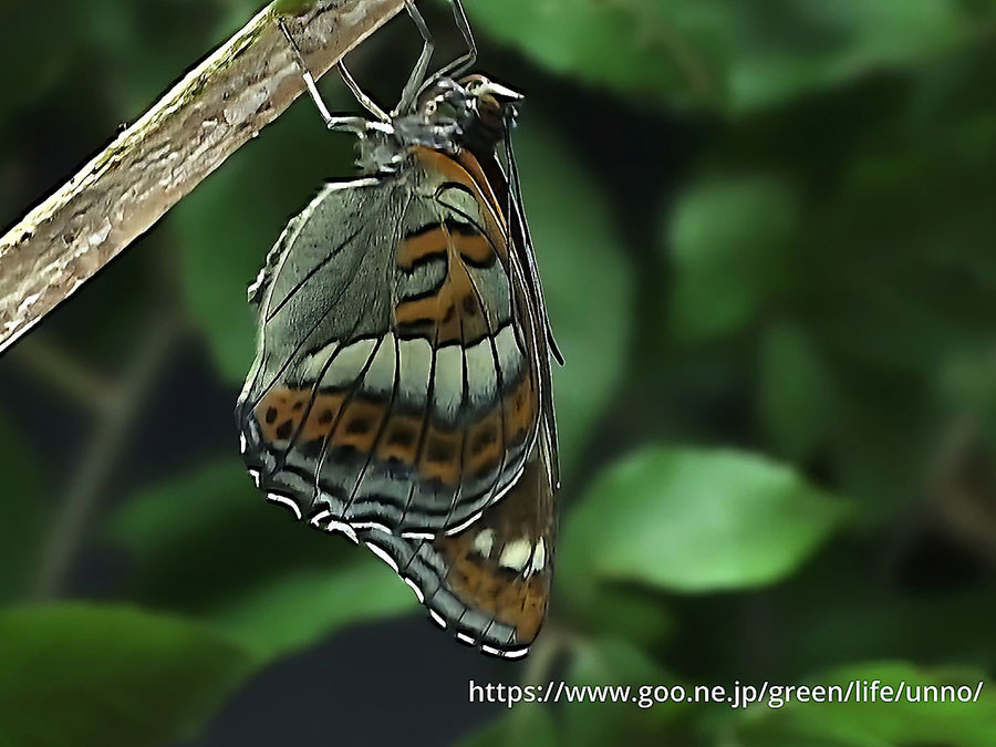 オオイチモンジの羽化