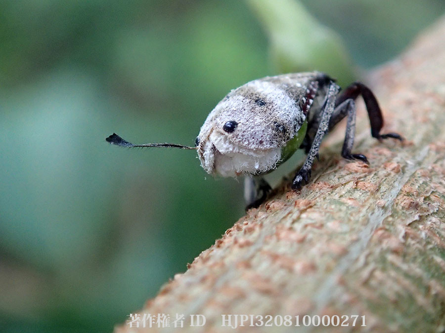 ウシロムキアルキ(ヒロズアシブトウンカ）