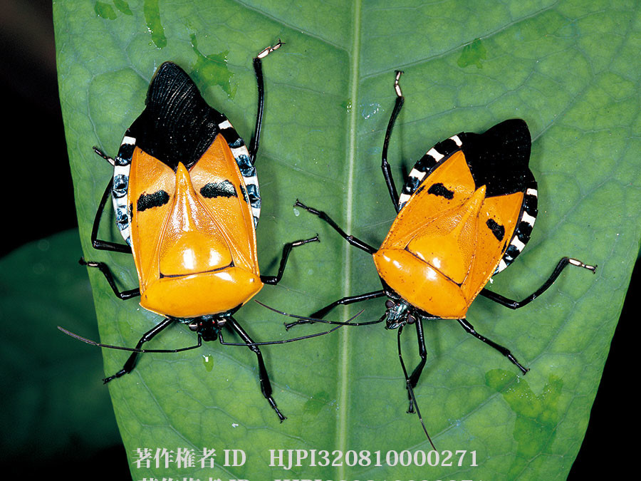 ジンメンカメムシの人面模様