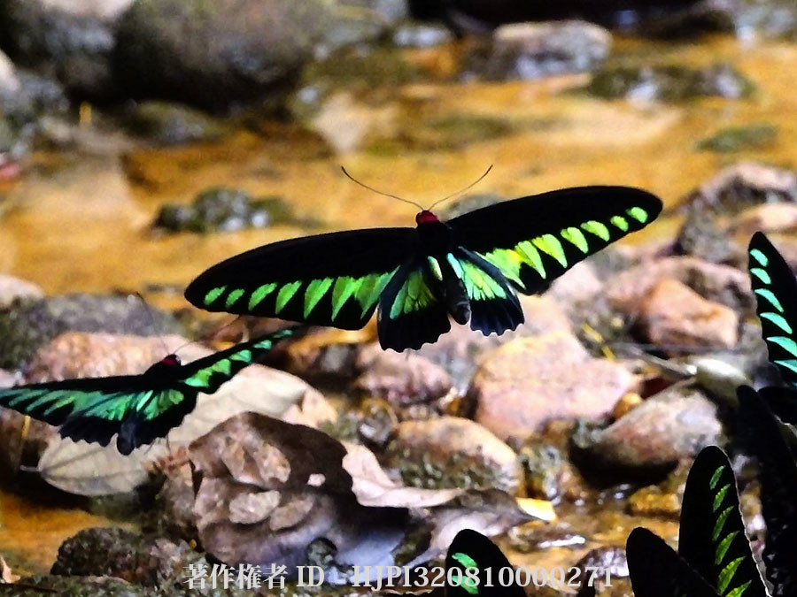タパーのアカエリトリバネアゲハ