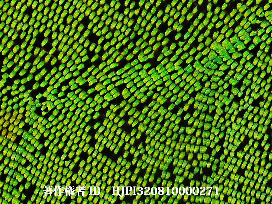 メガネトリバネアゲハの翅（4月の写真展で展示した写真30）