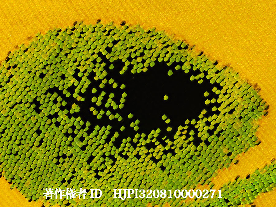 ゴライアストリバネアゲハの翅（4月の写真展で展示した写真31）