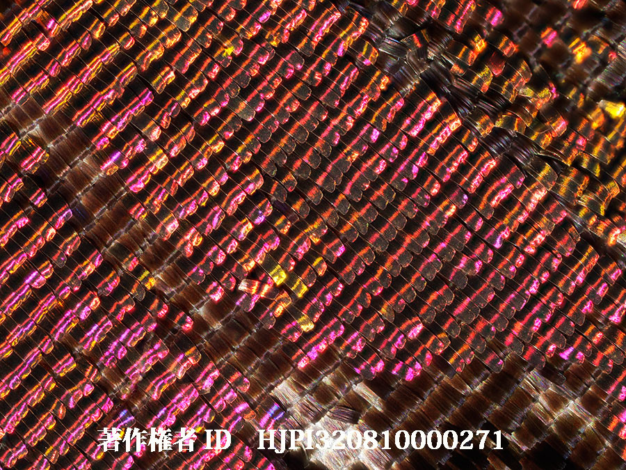 ニシキツバメガの鱗粉（4月の写真展で展示した写真32）