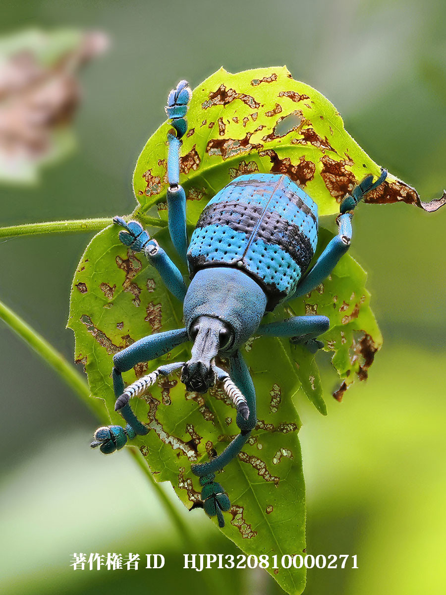 ホウセキゾウムシ（4月の写真展で展示した写真34）