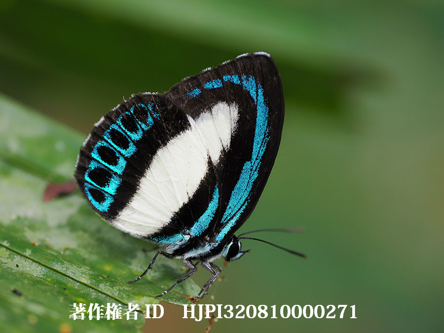 ニシキシジミ（4月の写真展で展示した写真35）