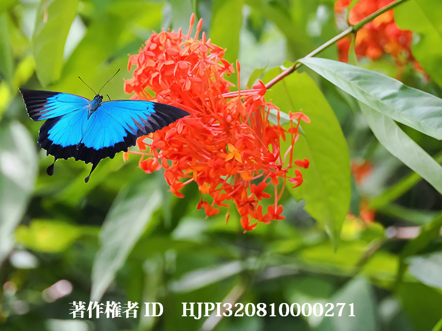 ISO16000でオオルリアゲハの飛翔（4月の写真展で展示した写真36）