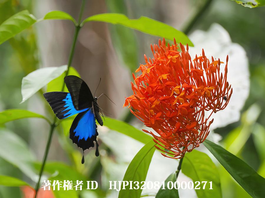 オオルリアゲハの飛翔姿1枚目（4月の写真展で展示した写真37）