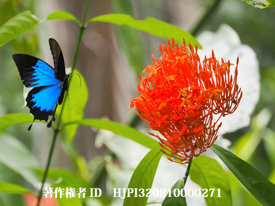 オオルリアゲハの飛翔姿2枚目（4月の写真展で展示した写真38）