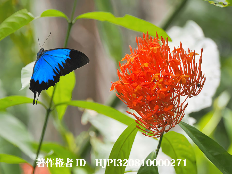 オオルリアゲハの飛翔姿3枚目（4月の写真展で展示した写真39）