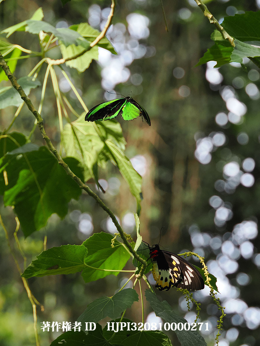 メガネトリバネアゲハの求愛（4月の写真展で展示した写真40）