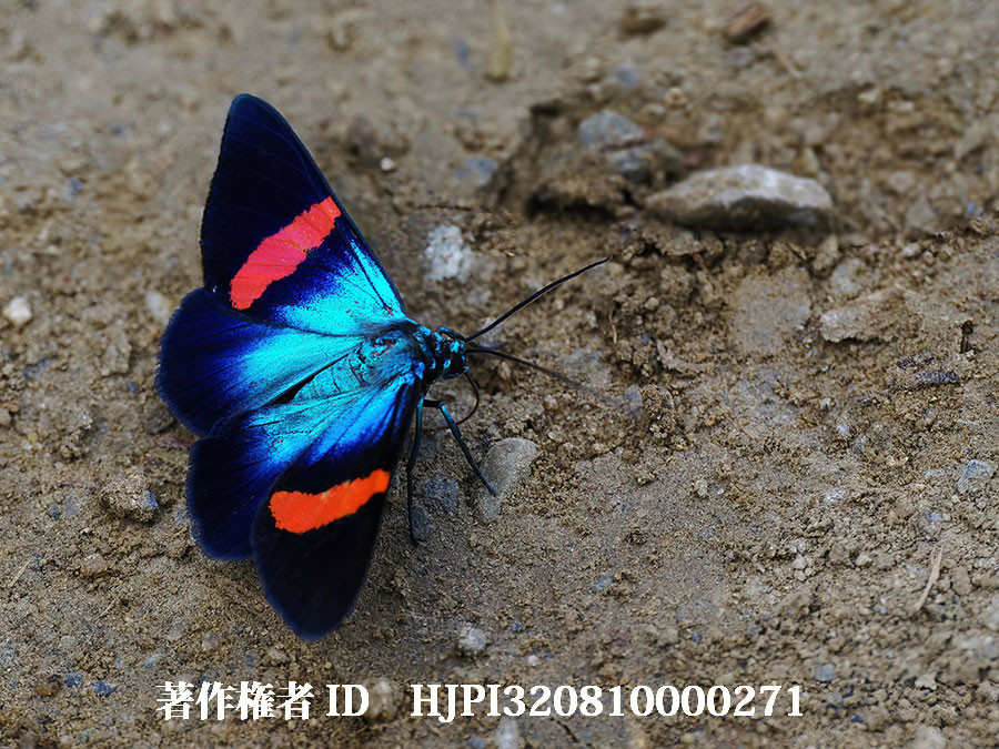 ニューギニアで見つけた美しいガ（4月の写真展で展示した写真41）