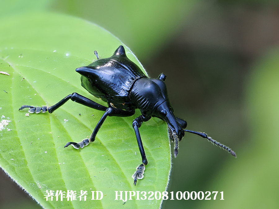 オオツノフタコブゾウムシ（4月の写真展で展示した写真42）