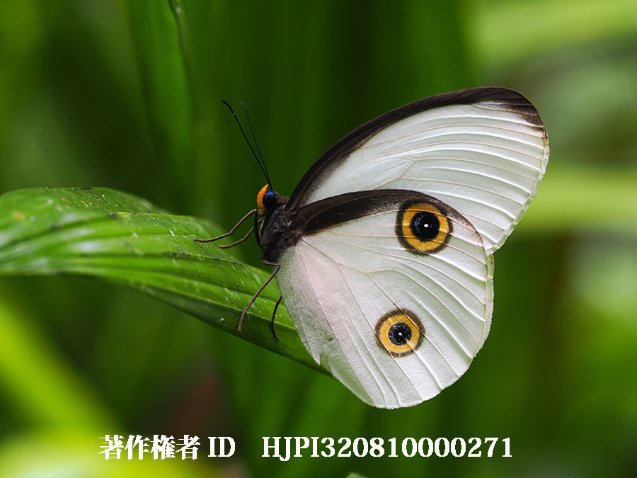 メダマチョウ（4月の写真展で展示した写真43）