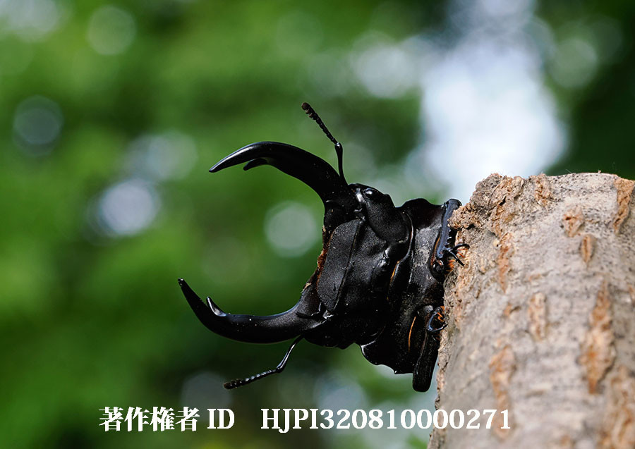 オオクワガタ（4月の写真展で展示した写真44）