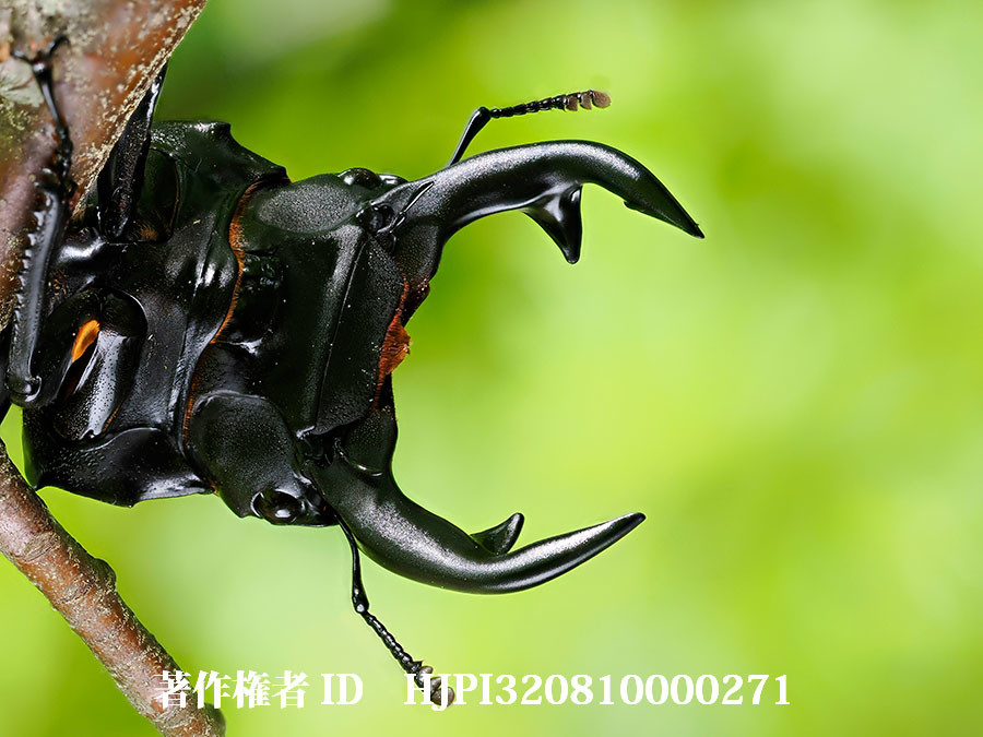 タイワンオオクワガタ（4月の写真展で展示した写真45）