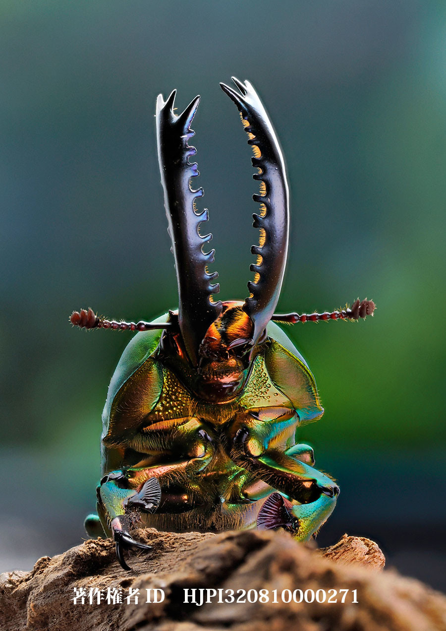 パプアキンイロクワガタ（4月の写真展で展示した写真46）