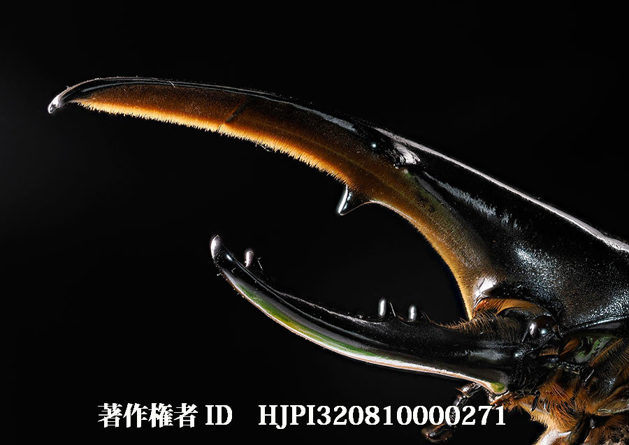 ヘラクレスオオカブト（4月の写真展で展示した写真48）