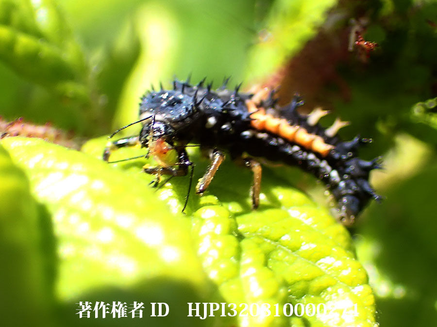 ファーブル昆虫記