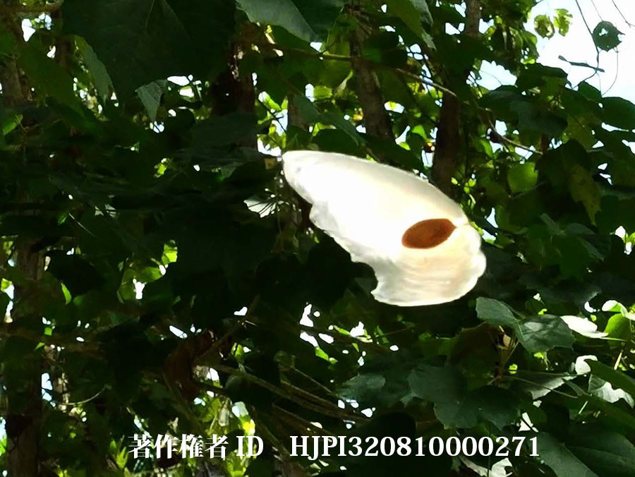 空飛ぶ種アルソミトラ