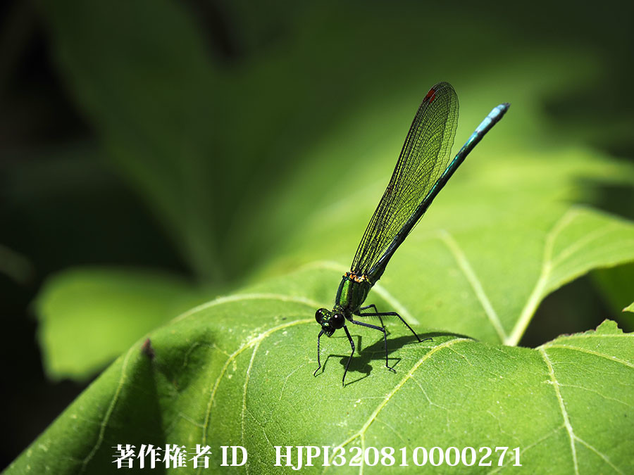 庭のカワトンボ