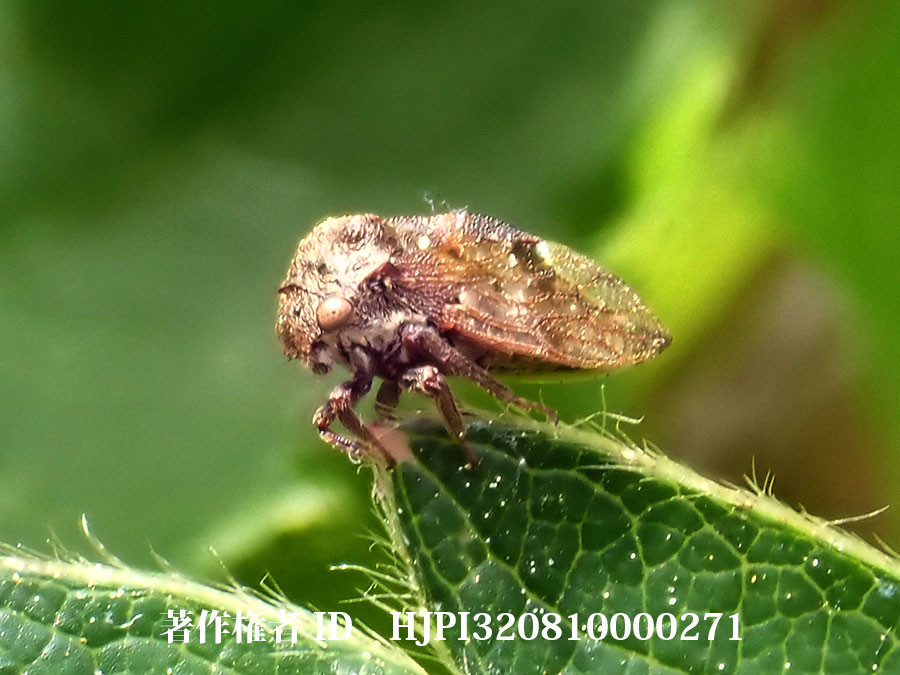 トビイロツノゼミ