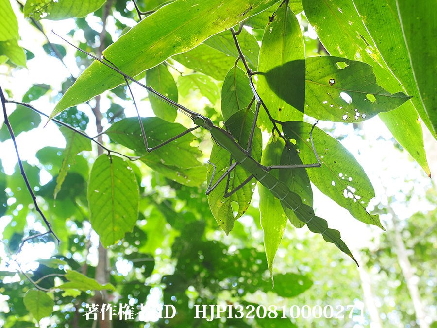 巨大なナナフシ Macrophasma biroi　