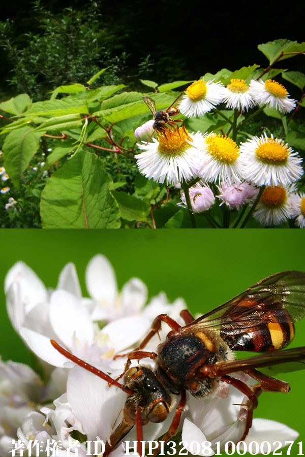 虫の目レンズとマクロレンズ