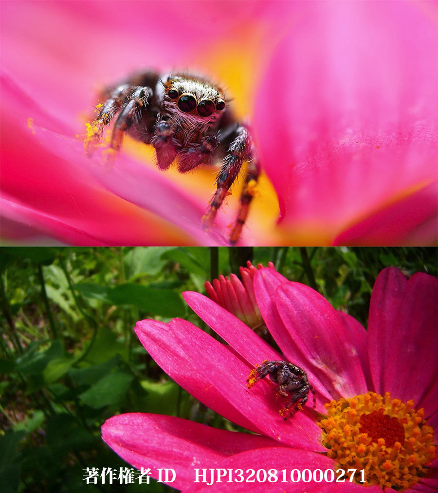 ハエトリグモをマクロレンズと虫の目レンズで