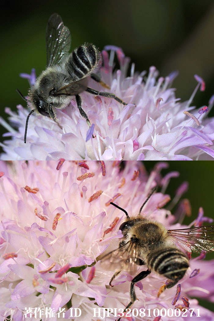 クラウティアの花にハキリバチ。色温度設定でこんなに変わる