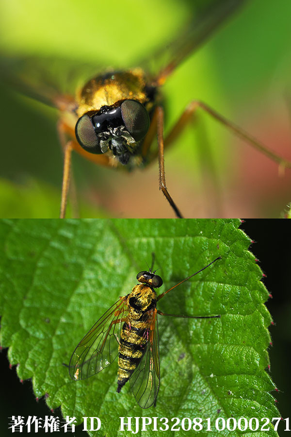 キアシキンシギアブ