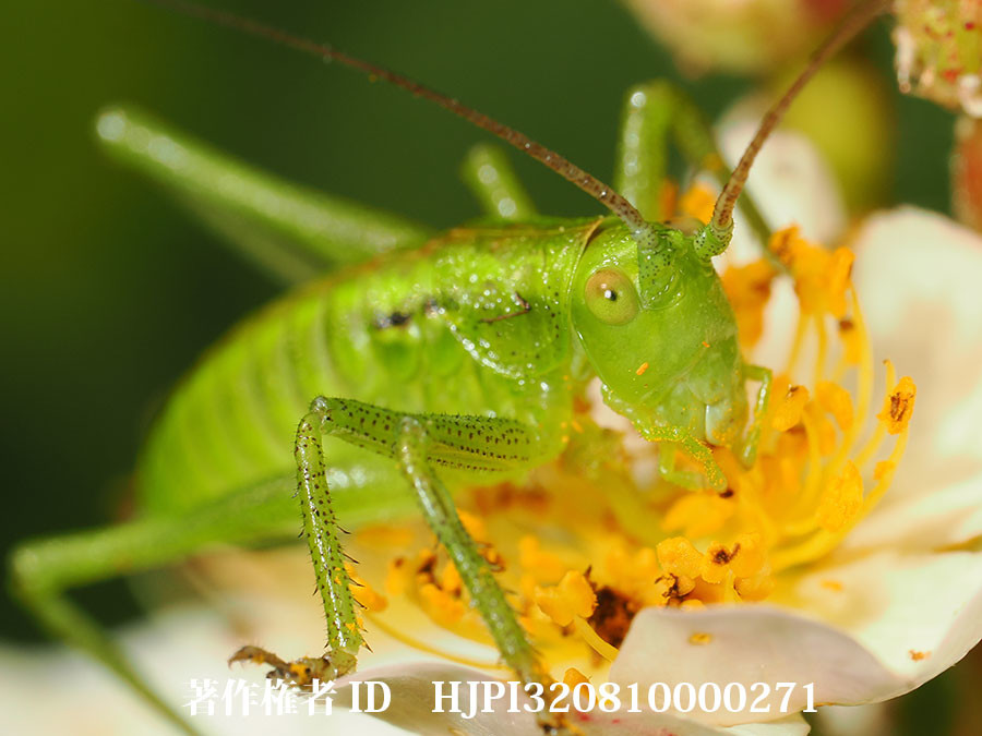 ヤブキリやキリギリスの幼虫はだいぶ大きくなった。