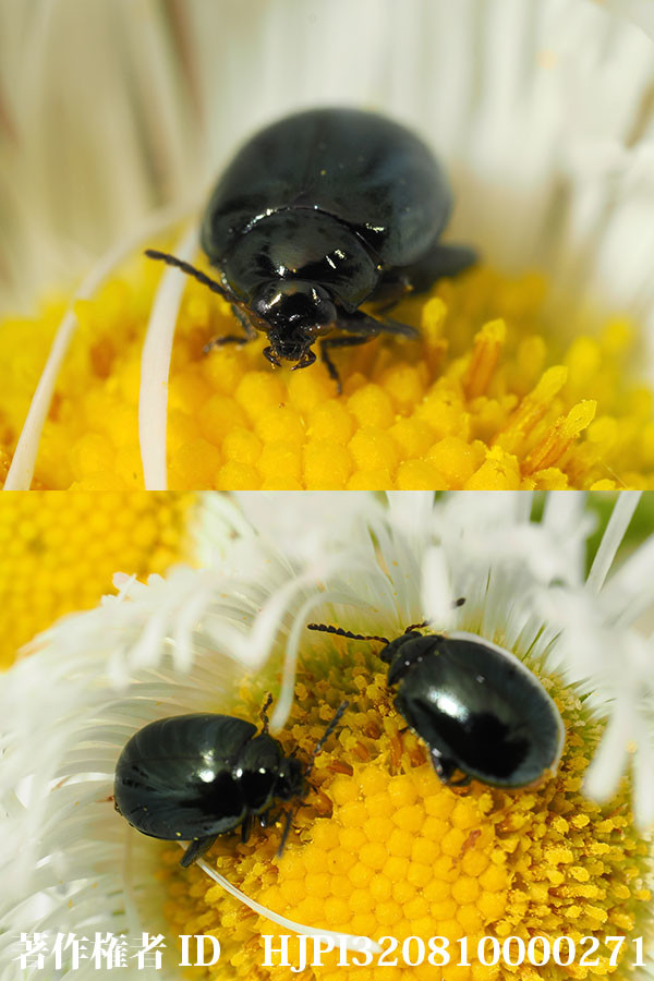 ルリマルノミハムシ