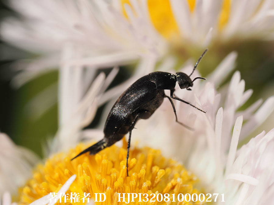 クロヒメハナノミ