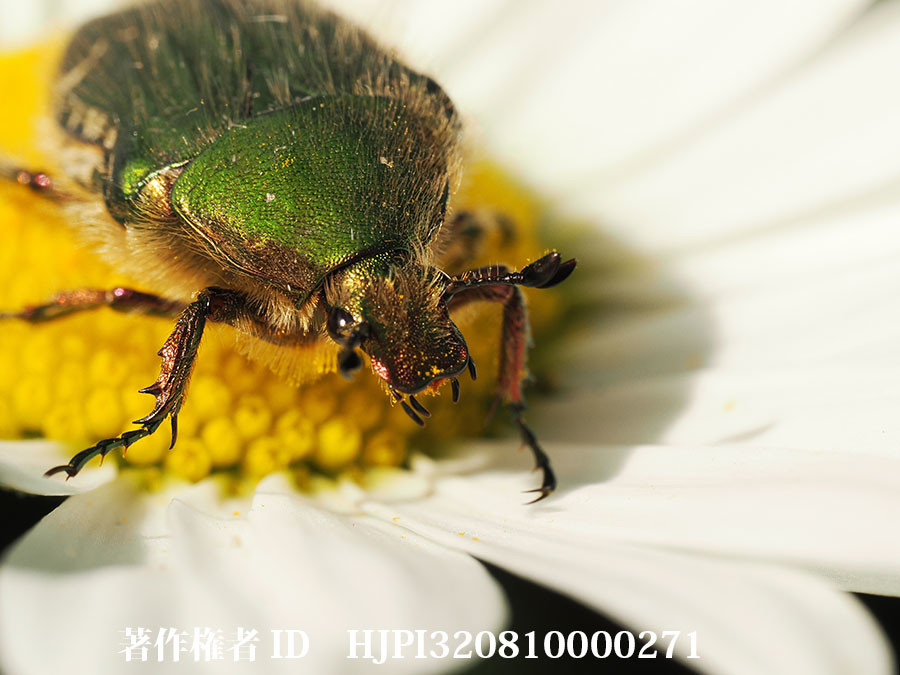 アオハナムグリの顔