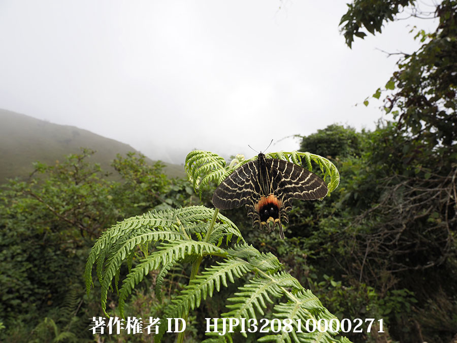 今日から東チベット