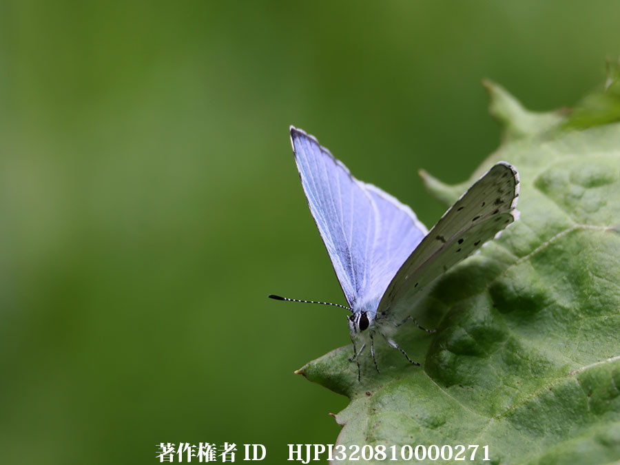 翅を開いたルリシジミ