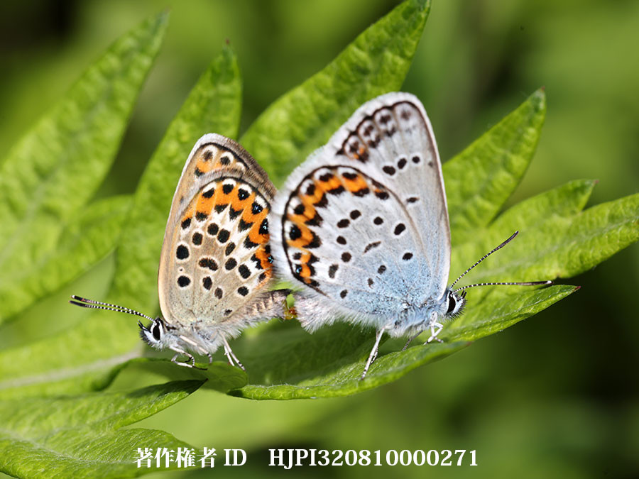 今年の庭のヒメシジミ