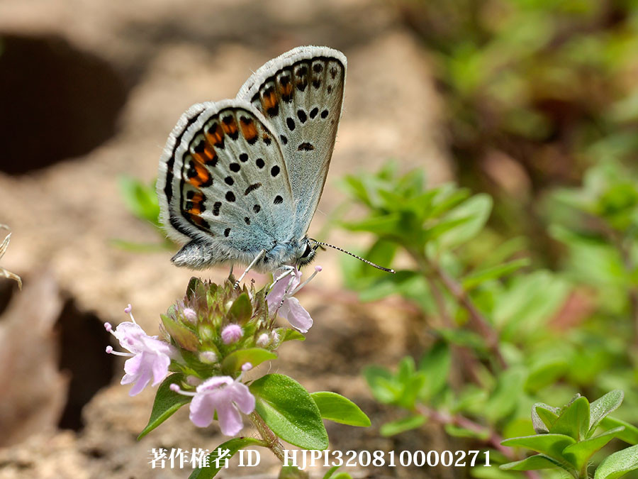 庭のヒメシジミが吸蜜する花