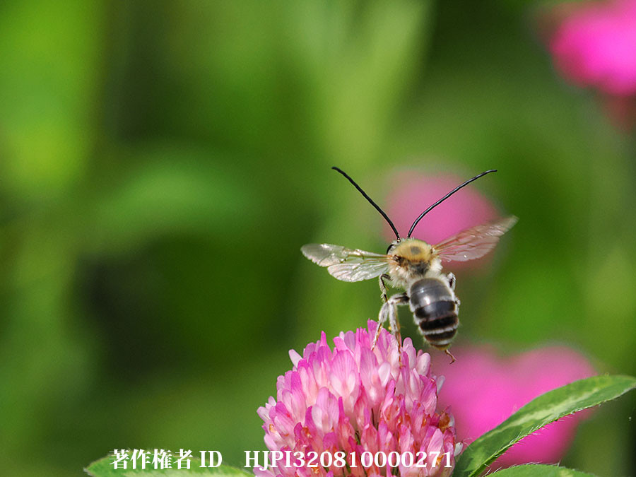 シロスジヒゲナガハナバチ