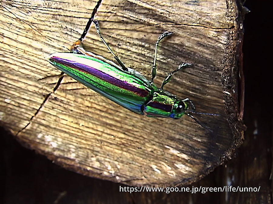 ヤマトタマムシの産卵
